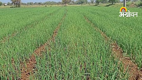 Kharif Onion Farming