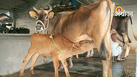 Modern Livestock Reproductive Technologies