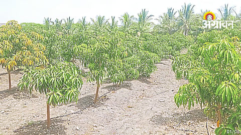 Mango Farming
