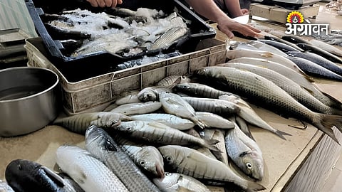 Maharashtra seafood price latest update