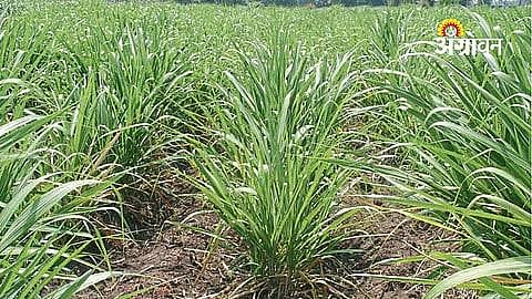 Sugarcane Intercultural Operations