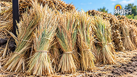 Fodder shortage affecting farmers in Marathwada