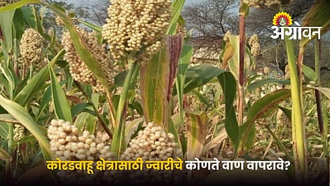 Best Jowar Varieties For Rainfed Farming In Maharashtra