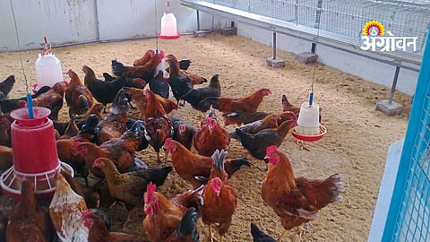 Poultry Farming Management
