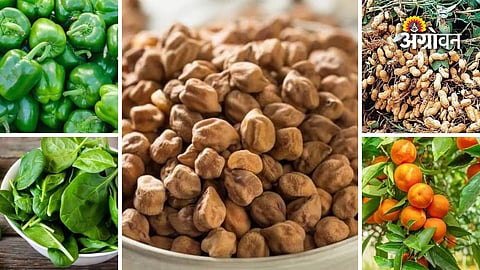 Daily agricultural commodity prices Maharashtra