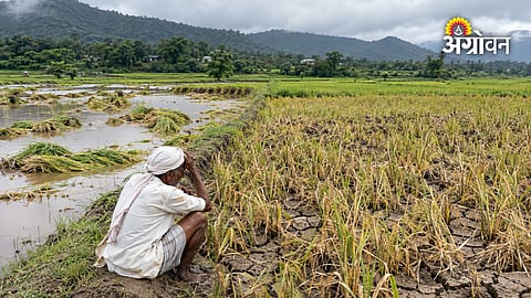 Maharashtra paddy crop damage after dry spell