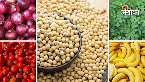 Maharashtra agricultural market rates today
