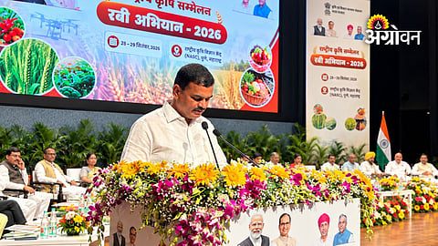 Rabi crop management in Maharashtra