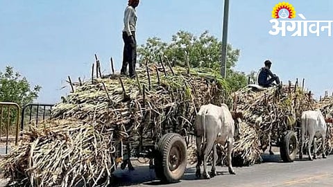 Fodder Crisis 