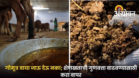Cow Urine For Composting