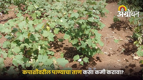 Cotton crop management under limited water