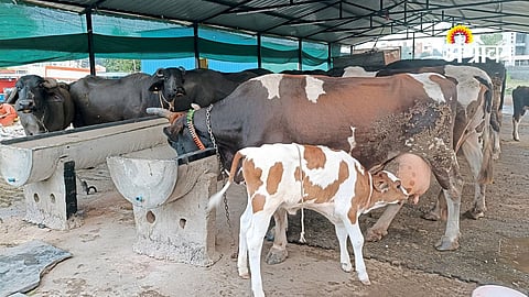 Livestock Farming Machinery