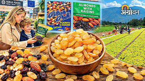 Indian raisins international export market