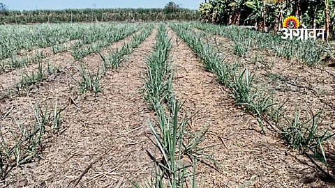 Ratoon Sugarcane Management
