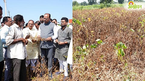 Maharashtra Drought