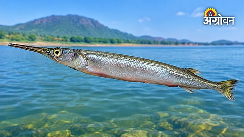 Ujani fish biodiversity research