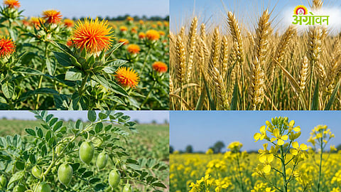 Rabi Crops MSP 2027-28