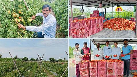Tomato Farming Success Story