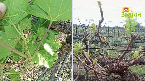 Grape disease management for farmers