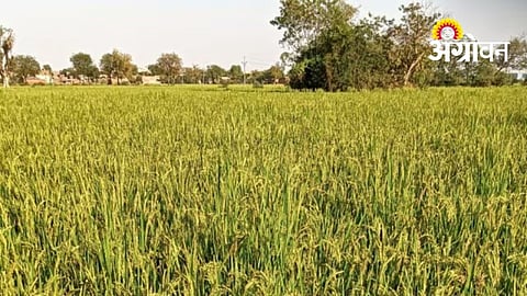 Pest And Disease Outbreak Hits Paddy Crops In Gondia