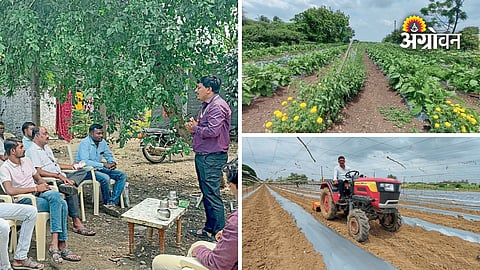 Vegetable Farming By Young Farmers In Sangli