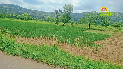 Raigad Drought Situation