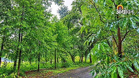Agarwood plantation technology for farmers
