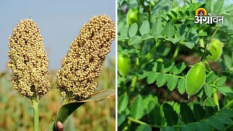 Rabi Crop Seed Selection for Farmers