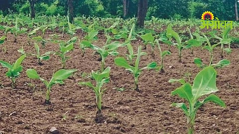 Banana Cultivation Preparation