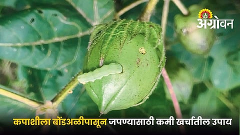 control bollworm in cotton crop