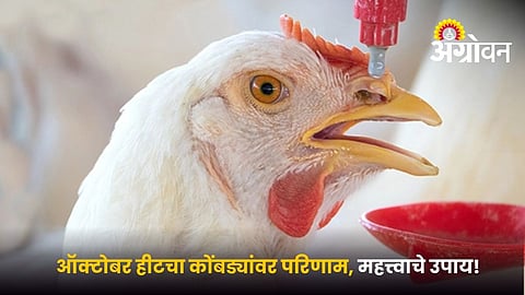 Chicken Care in October Heat