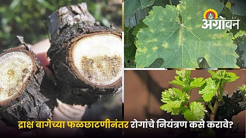Grape Pruning Disease Management