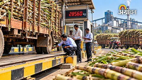 sugar factory weighing scale checking before crushing season