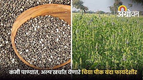 Benefits of chia seed farming
