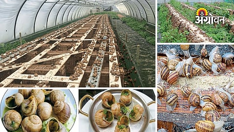 Snail farming business opportunities