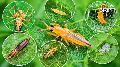 Thrips pest symptoms in cucumber plants