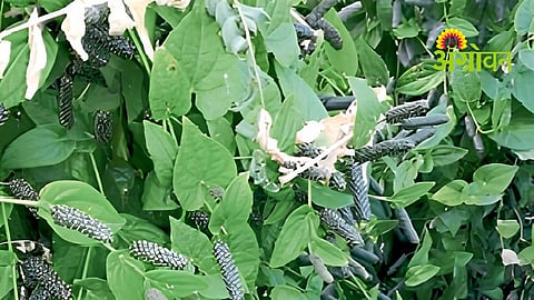 Pan Pimpali Farming