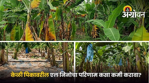 El Niño impact on banana crop