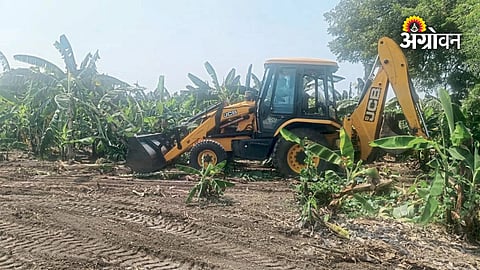 Farmer struggles due to low banana market prices