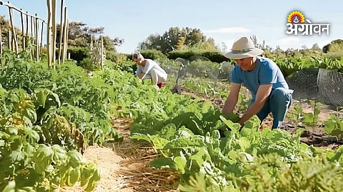 Shortage of young farmers in Europe