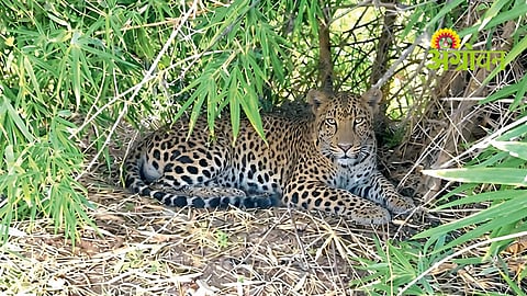 Leopard Roar