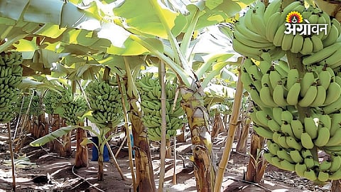 Banana prices under pressure in Khandesh
