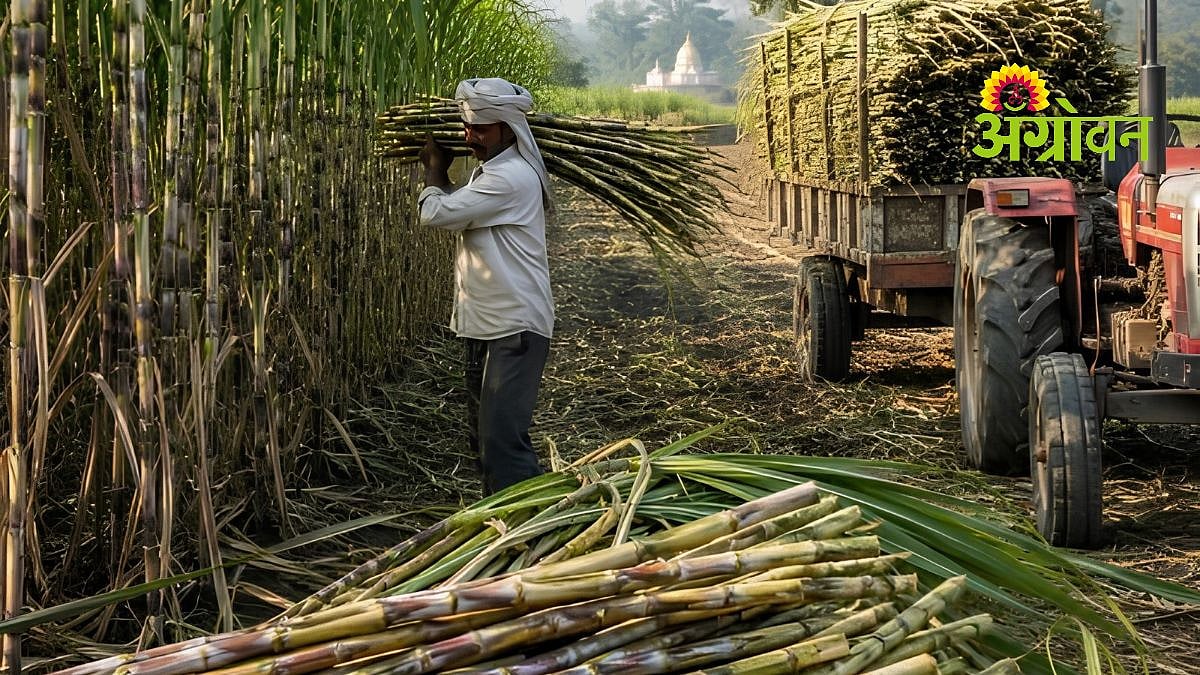 ऊसदर ५,५०० रुपयांची मागणी; साखर भाव निर्णायक