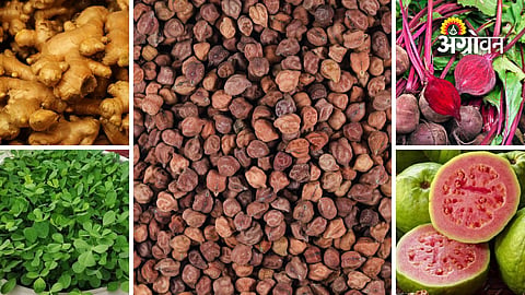 Agricultural commodity prices Maharashtra today