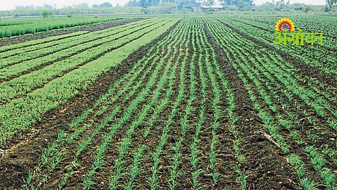 Rabi Crop Variety Selection