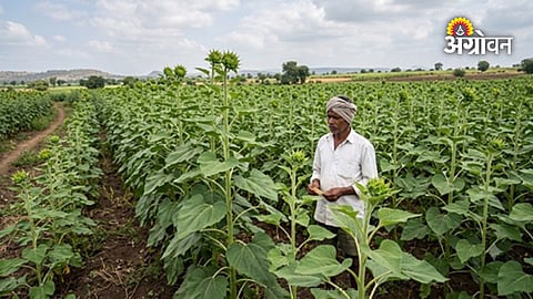 Farmer complaint against seed company