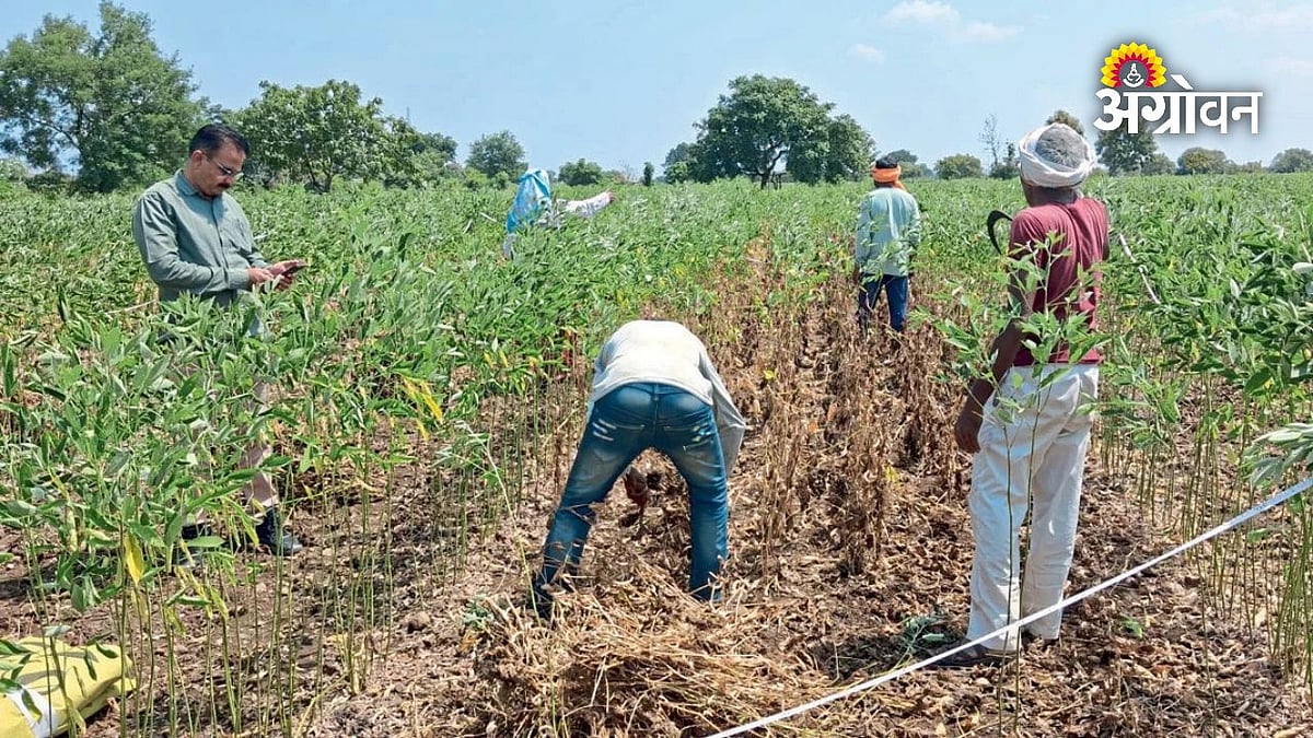 अकोल्यात सोयाबीन उत्पादकता हेक्टरी शून्य ते ४० किलोपर्यंत
