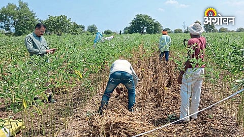 Akola soybean crop loss due to low rainfall