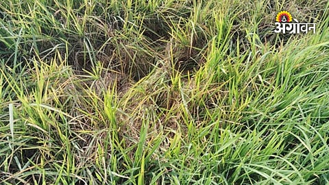 Paddy farmers government assistance for crop disease
