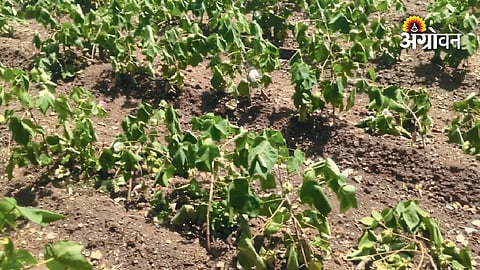 Cotton crop stress due to rainfall deficit